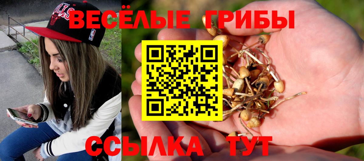 Богородск  Псилоцибиновые грибы Cubensis  Вход с VPN  Псилоцибиновые грибы Cubensis 